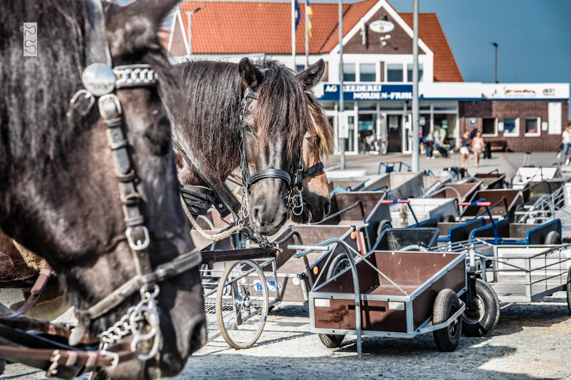 Pferdekutschen auf Juist Pferdekutschen und Handwagen am Hafen