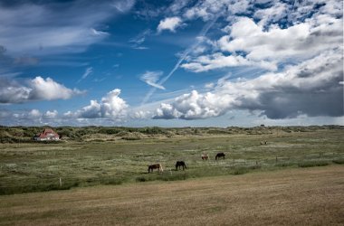 Pferde auf der Hellerwiese