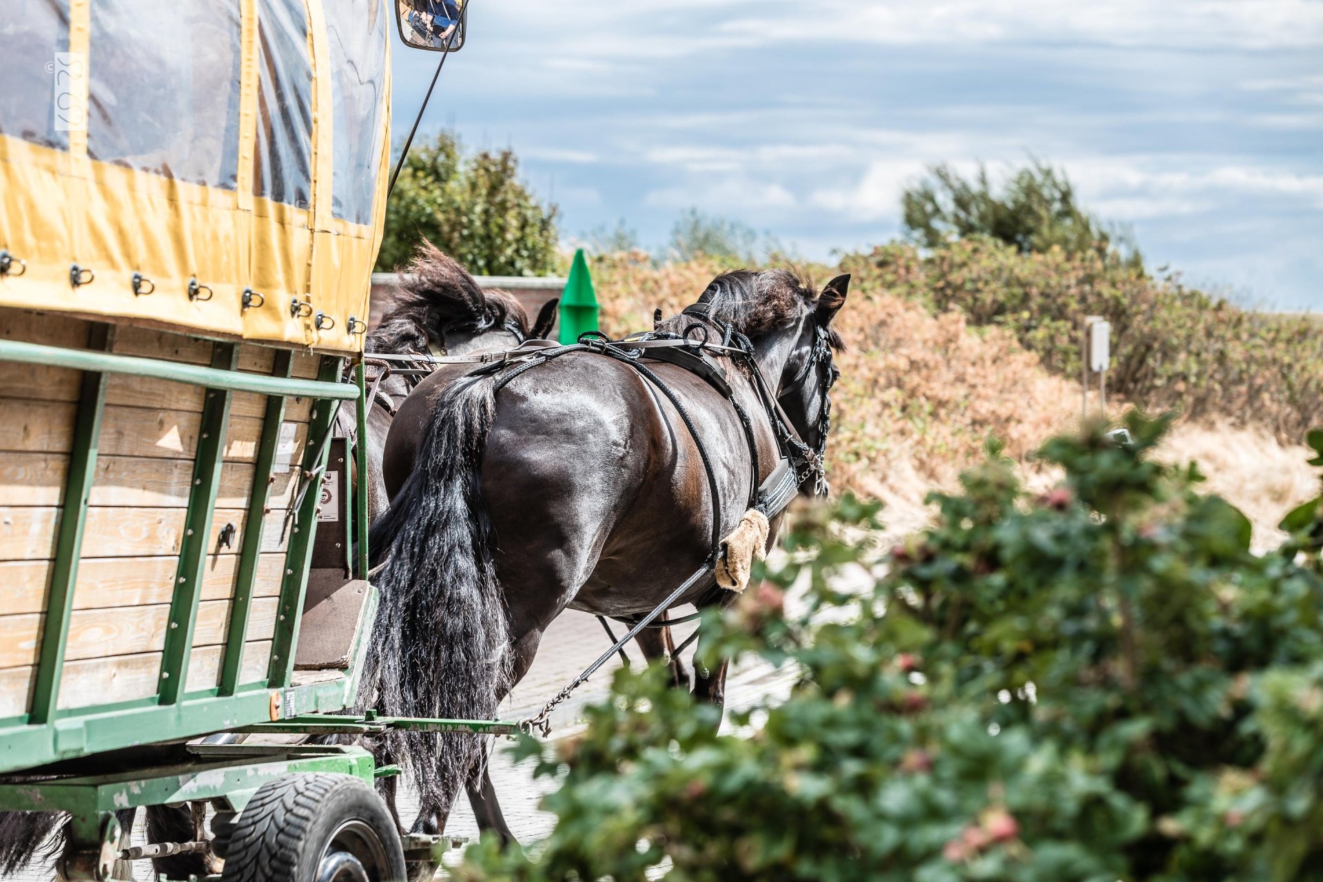 Pferdekutsche auf Juist